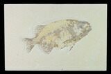Bargain, Phareodus Fish Fossil - Uncommon Species #138582-1